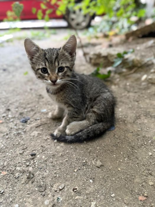 Adopție pisicuță 2 luni