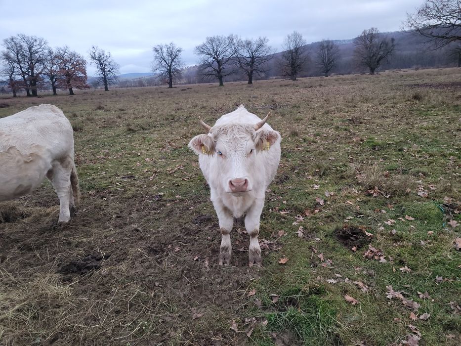 Juninci charolease si taur