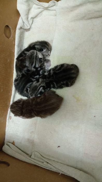 Шотландские вислоухие котята