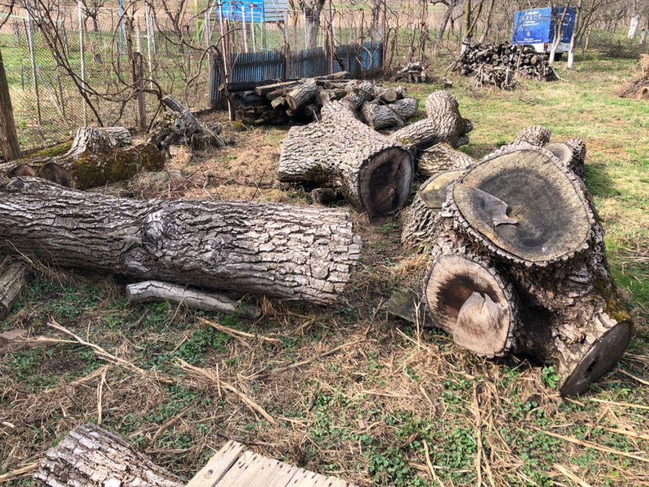 Vand lemn de nuc, jud. Salaj, loc. Somes Guruslau