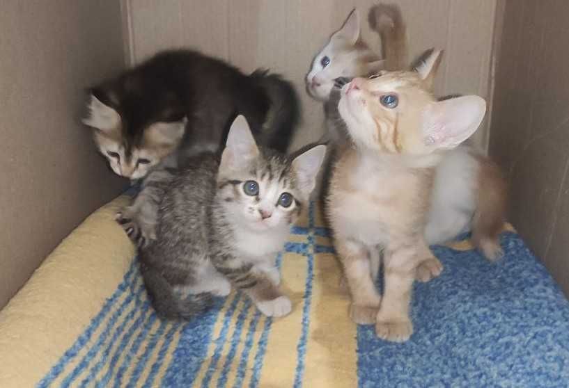 Милые котята даром в хорошие руки.