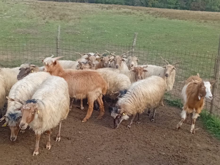 Oii de vanzare  mai multe detali an privat