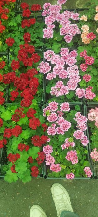 Gazon ekish xizmati archa kesish