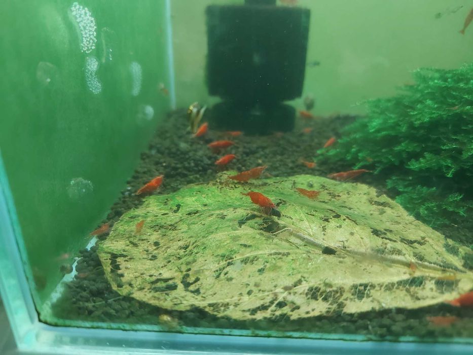 De vanzare Creveti Red Cherry