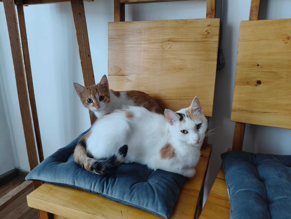 Pisici torcacioase spre adoptie