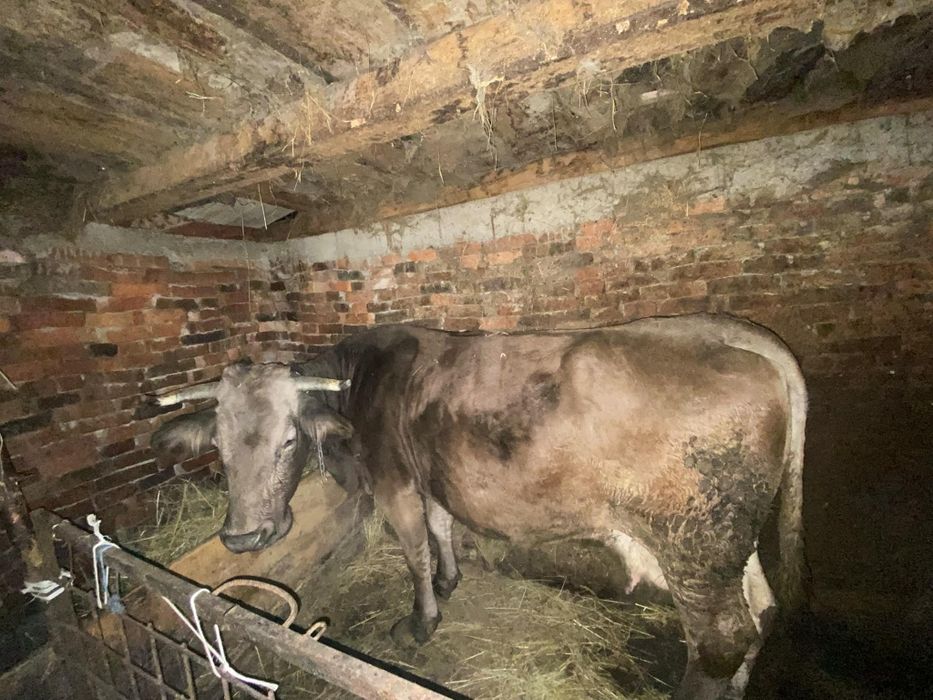 Vaca și jurinca de vânzare