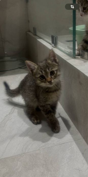 Хадияга бераман бепул