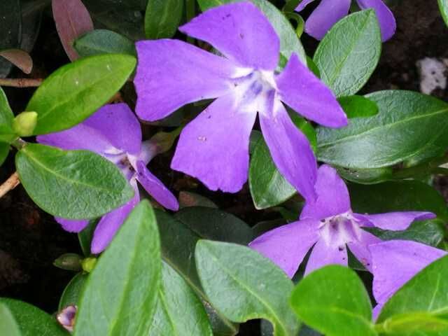 Ofer Vinca ( Vinca Minor si Vinca Major Variegata )