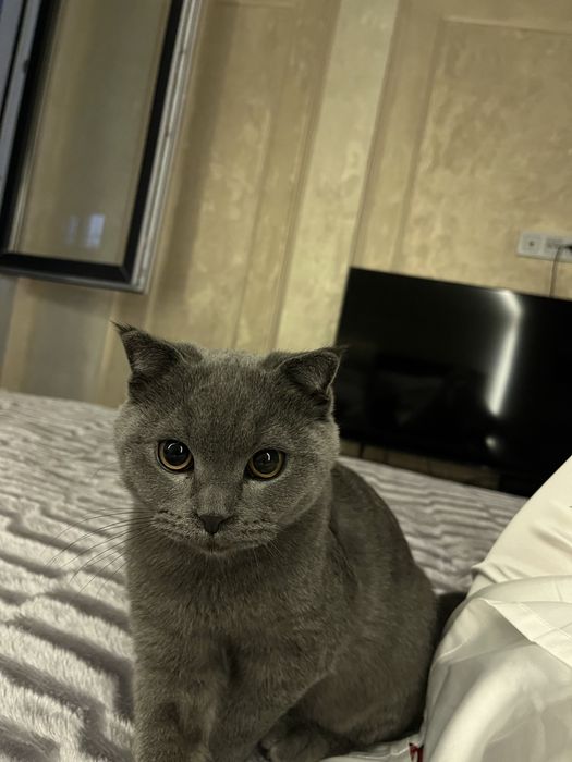 Отдам кота бесплатно