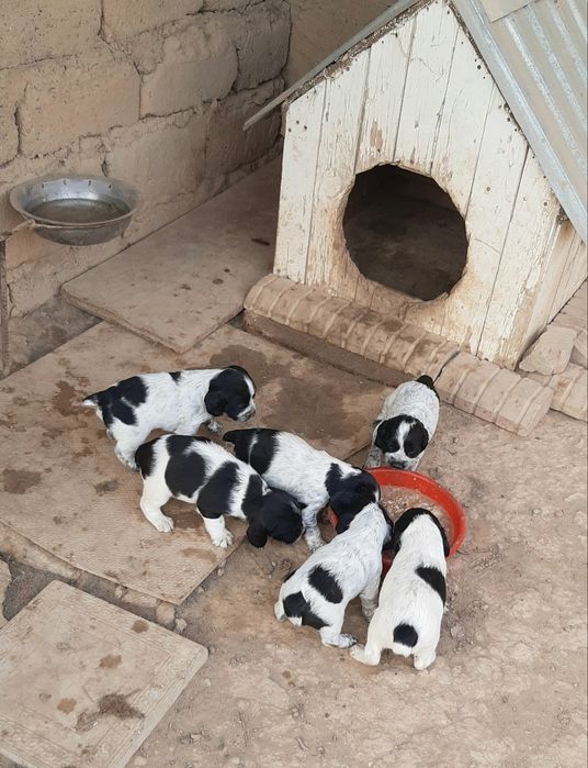 Рус Кокер Спанел овчи ит болалари Сотилади.