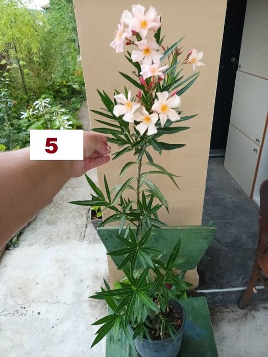 Зокуми,Олеандри,Лян