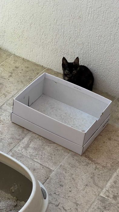 Pisoi de adoptat