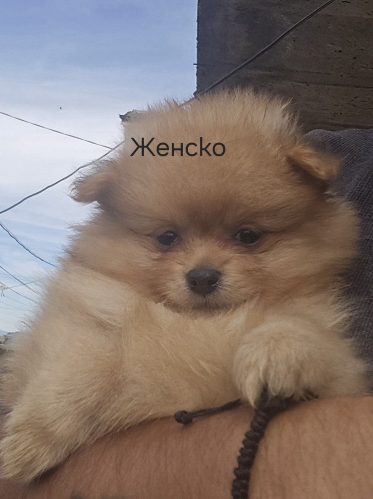 Померан мини шпиц