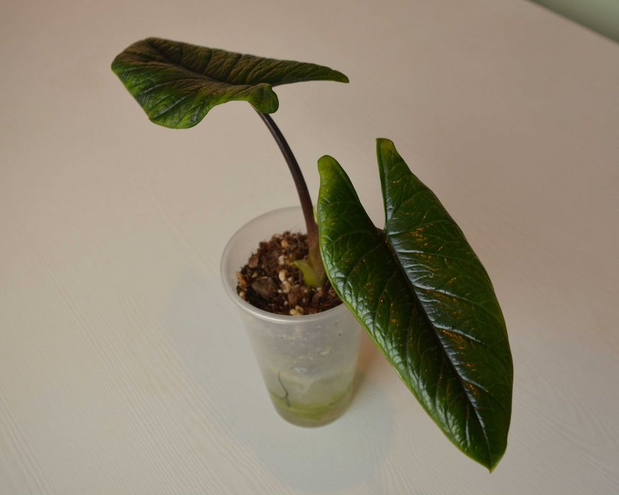 Распродажа коллекции Алоказия Скальптрум (Scalprum)