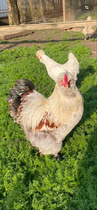 Vand oua pentru incubat Motate