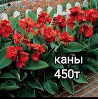 продам луковицы канн