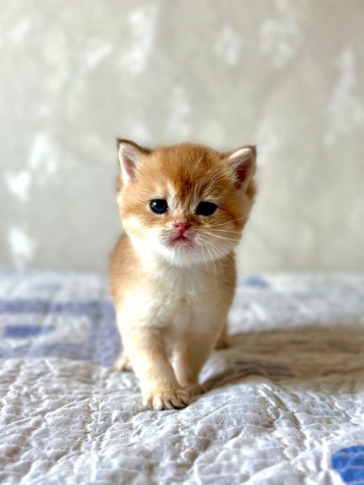 Британские котята