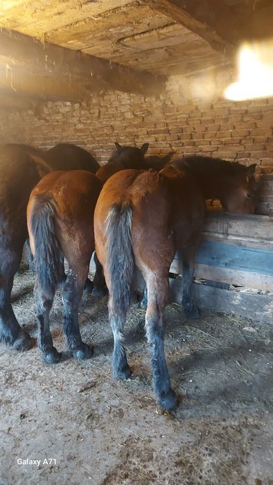 " Vând urgent 2 manzuții de 4 si 5 luni .mânzuta și mânz