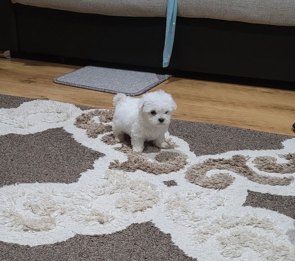 Bichon maltez toy