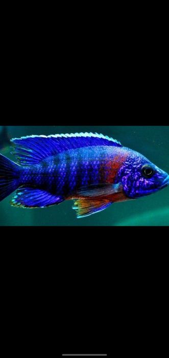 afrika cichlid sotiladi privaznoy