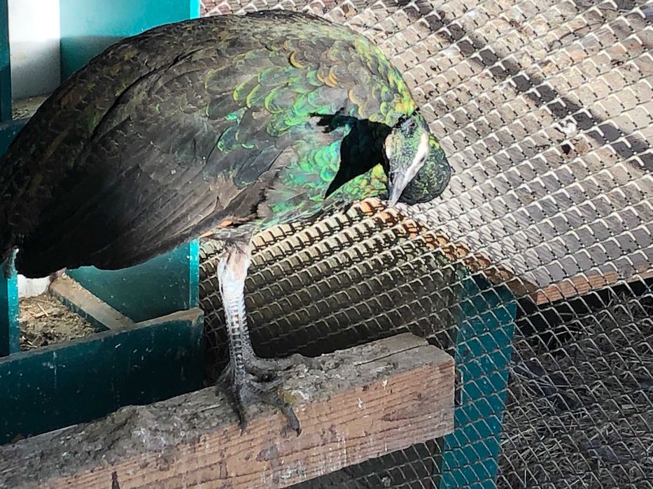 Vand paun verde muticus