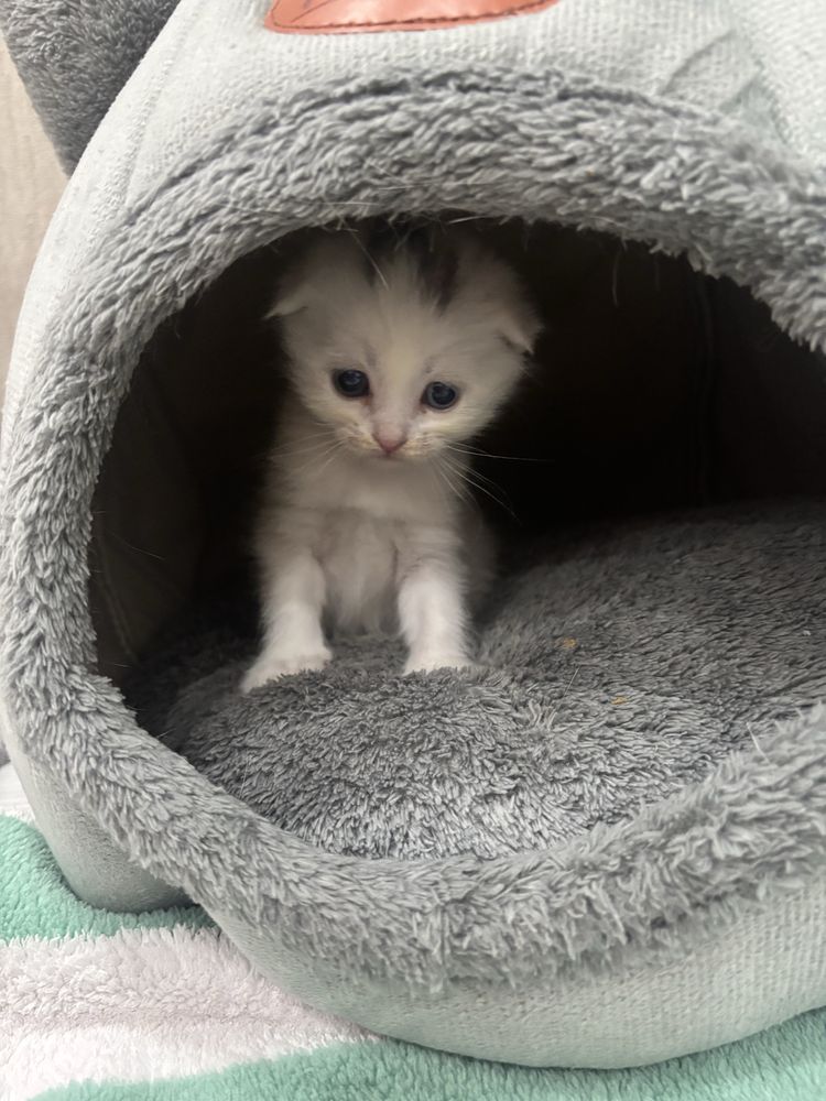 Котята от правильной вязки на брони