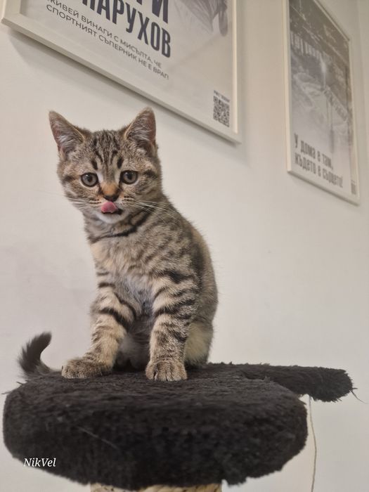 Продавам породисто коте