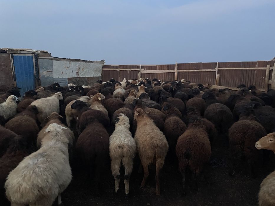 Срочно 80 бас кой сатылады срочно !! Бараны овцы скоты доссорда