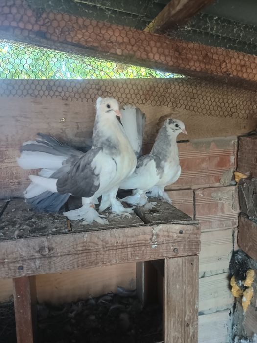 Индийски фенерлии