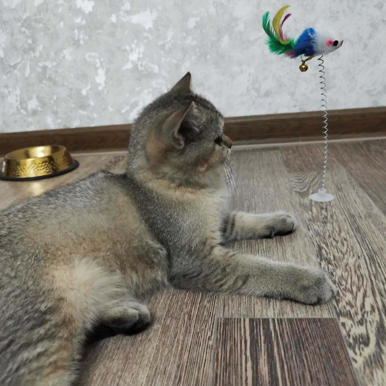 100% Британский котенок .Окрас ШИНШИЛЛА