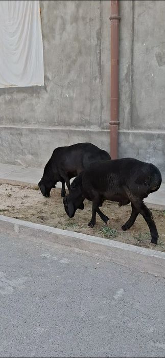 Qo‘zi qo‘chqorlar sotiladi.