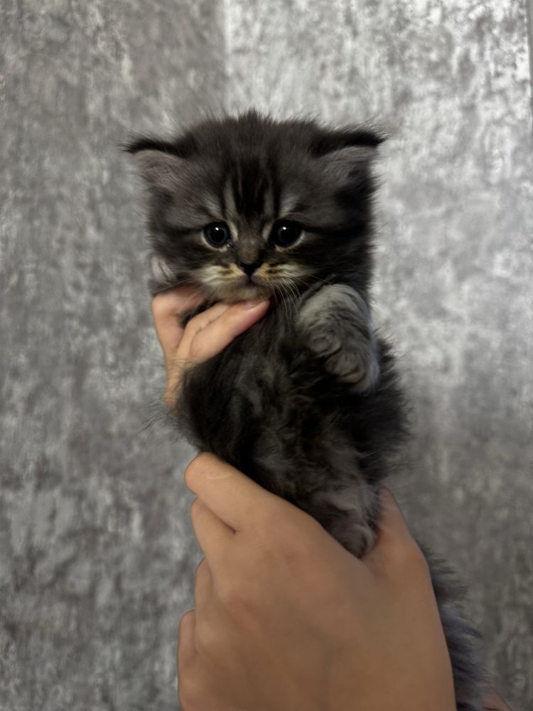 Котята скотиш фолд