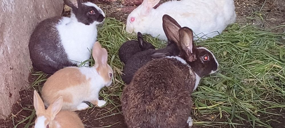 Vindem Iepuri Hycole