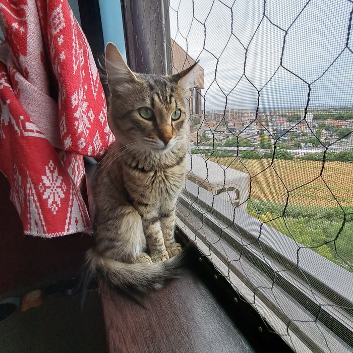 Adoptie motan castrat