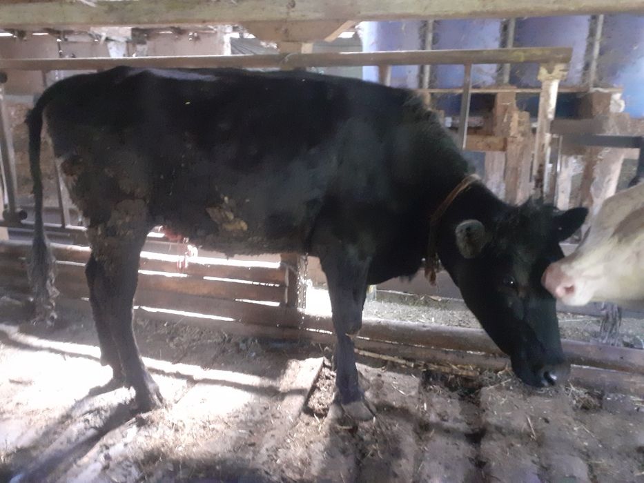 Vand vițea black angus