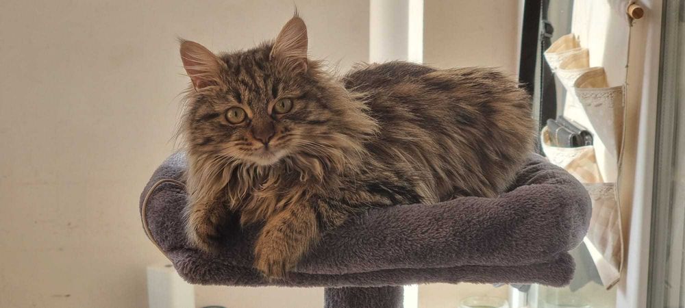 Свободна котка - микс от ангорска котка