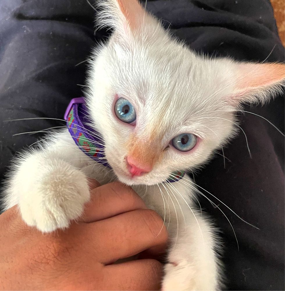 Turkish angora 7 oylik