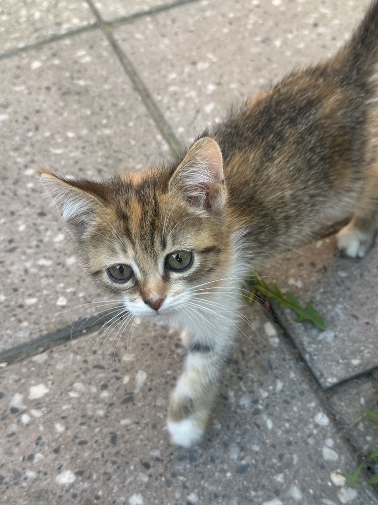 СРОЧНО отдаем котят в добрые руки!!