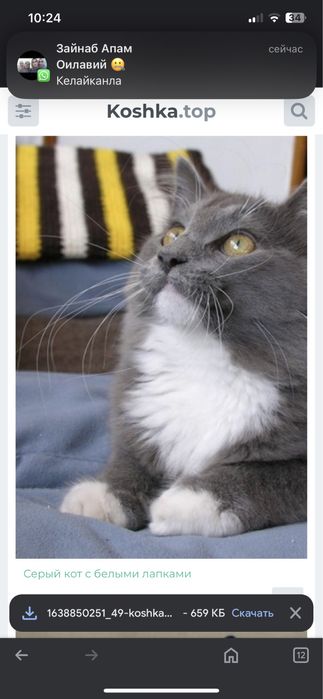 Отдам в хорошие заботливые руки Кошка породистая сера белая