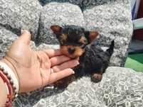 Yorkshire terrier