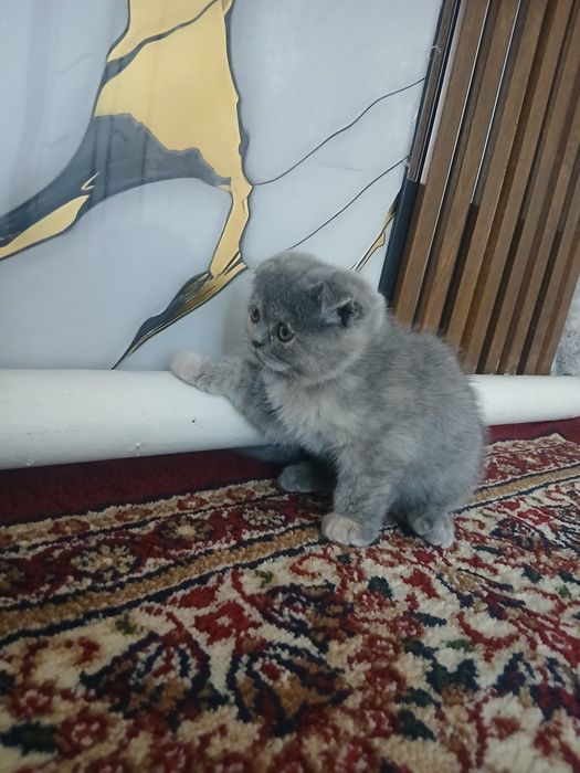 Zotdor mushuk bolasi