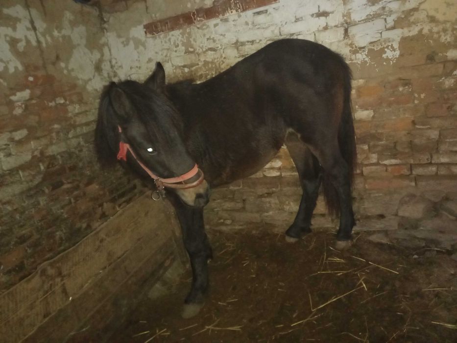 Vand manaza mai multe detali la telefon  manza nu este a mea