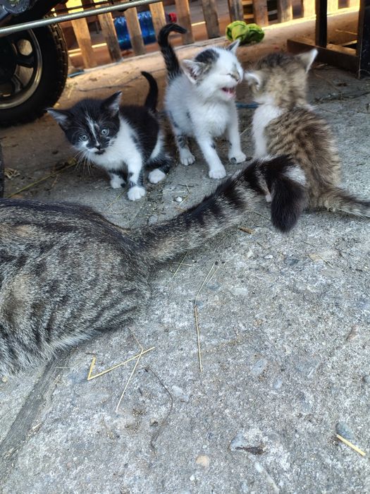Donez 4 pui de pisici