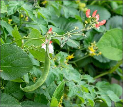 Runner Bean-(Dwarf) Hestia -50Fasole de teci, cu flori comestibile