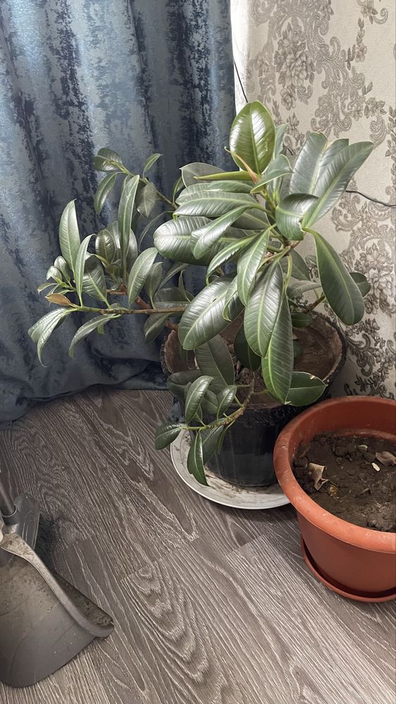Продам фикус срочно