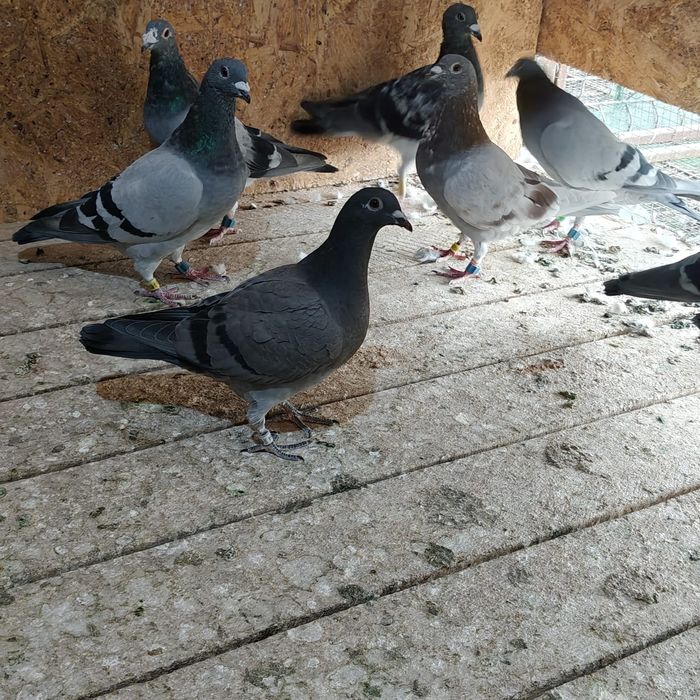 Se vinde ceas porumbei FV2 (Chinezesc)