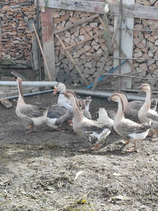 vand gaste bine ingrijite