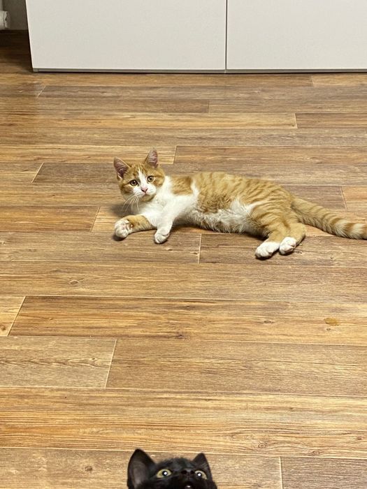 Отдам котенка в добрые руки