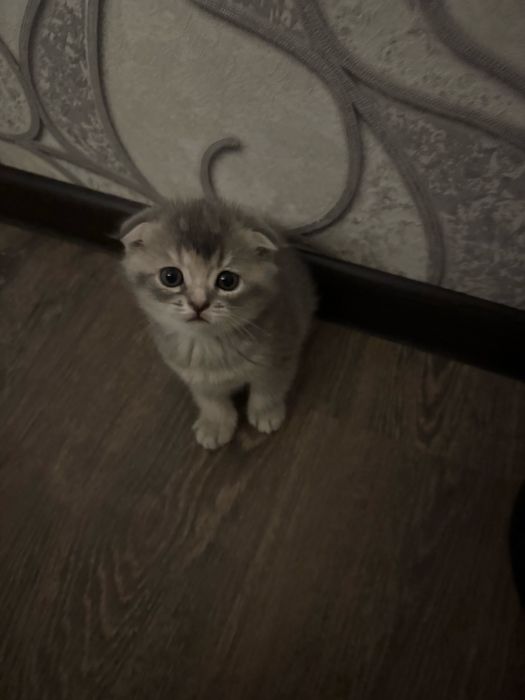 Милые котята продается