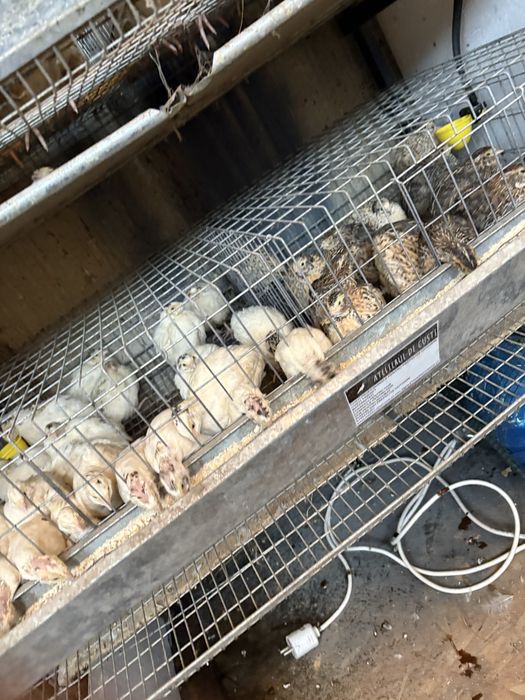 Disponibil prepelite tinere